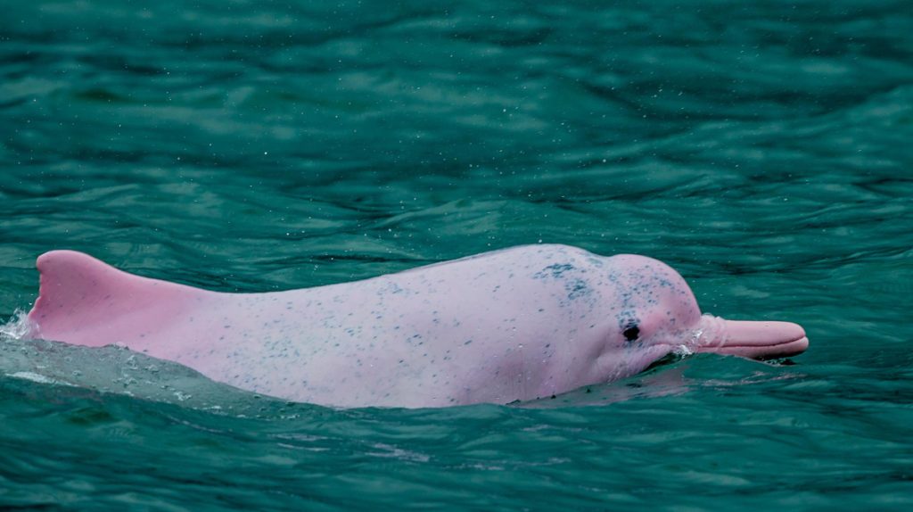 China Aumenta Estrategias De Protecao De Golfinho Branco China Hoje