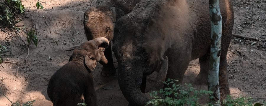 Elefantes asiáticos selvagens no Vale de Elefantes Selvagens na cidade de Jinghong, sub-região autônoma da etnia Dai de Xishuangbanna, Província de Yunnan, sudoeste da China, 15 de março de 2022. (Xinhua/Cao Mengyao)