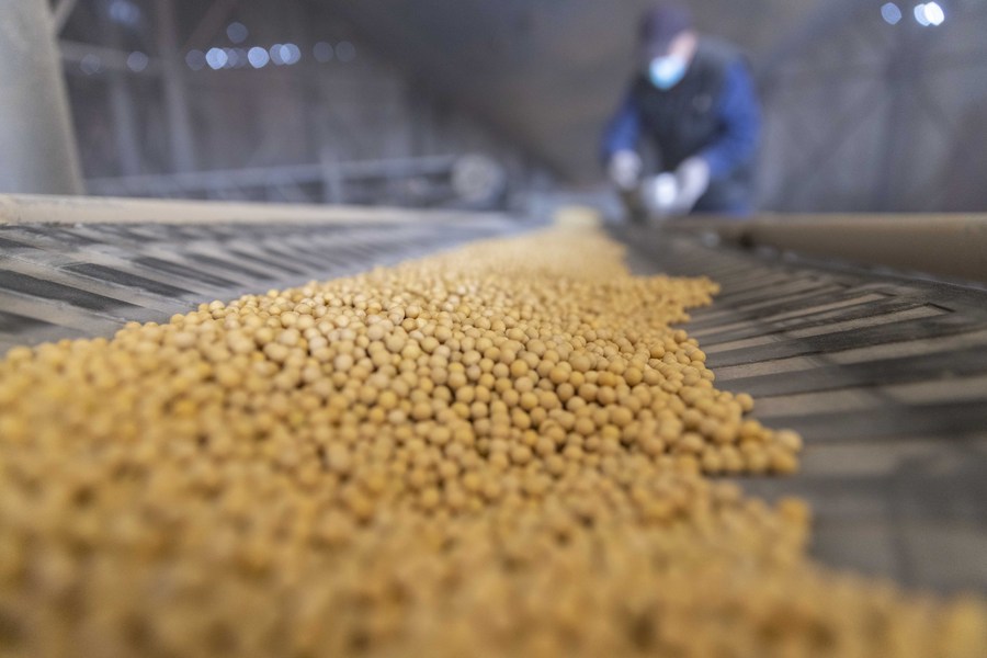 Funcionário realiza teste de qualidade em amostras aleatórias de soja em uma empresa de comércio de cereais em Suihua, Província de Heilongjiang, no nordeste da China, em 25 de outubro de 2022. (Xinhua/Zhang Tao)