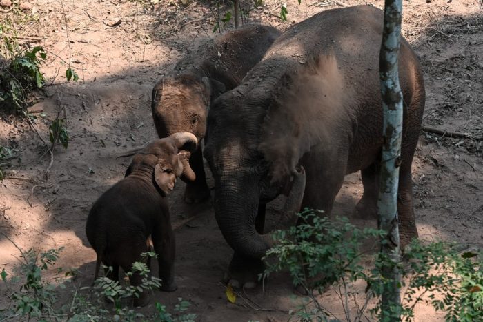 Elefantes asiáticos selvagens no Vale de Elefantes Selvagens na cidade de Jinghong, sub-região autônoma da etnia Dai de Xishuangbanna, Província de Yunnan, sudoeste da China, 15 de março de 2022. (Xinhua/Cao Mengyao)