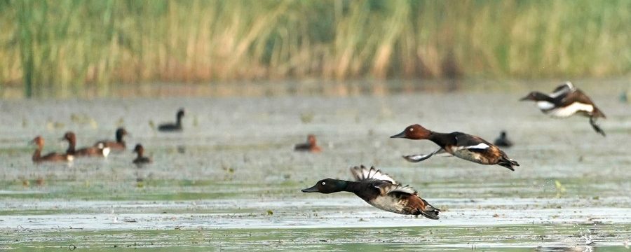 Pochards de Baer e pochards de olhos brancos no Lago Baiyangdian, na Nova Área de Xiong'an, Província de Hebei, norte da China, em 22 de julho de 2022. (Xinhua/Xing Guangli)