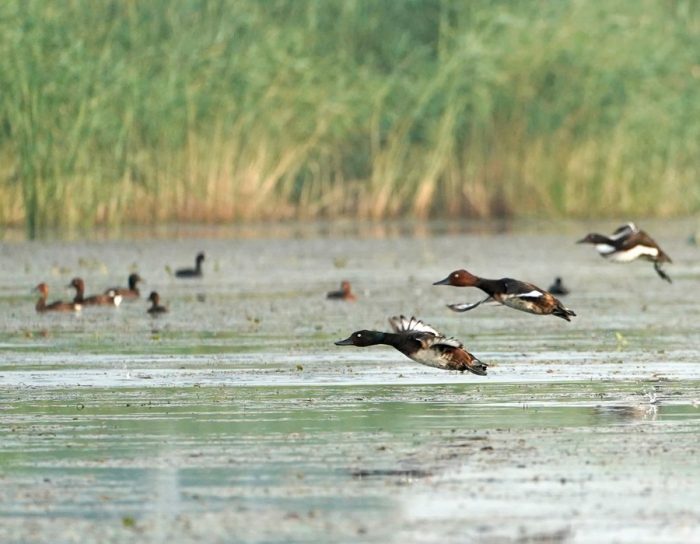 Pochards de Baer e pochards de olhos brancos no Lago Baiyangdian, na Nova Área de Xiong'an, Província de Hebei, norte da China, em 22 de julho de 2022. (Xinhua/Xing Guangli)