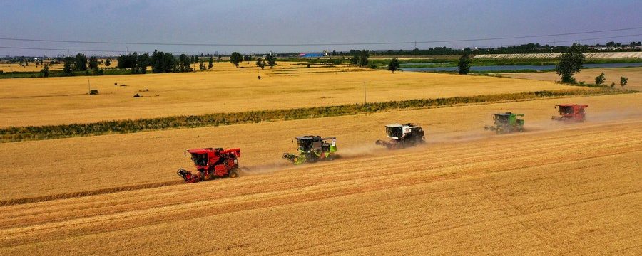 Colheitadeiras operando em campos de trigo na vila Xisong do distrito de Sansi, cidade de Xingtai, Província de Hebei, norte da China, em 8 de junho de 2022. (Xinhua/Zhu Xudong)