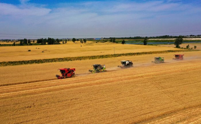 Colheitadeiras operando em campos de trigo na vila Xisong do distrito de Sansi, cidade de Xingtai, Província de Hebei, norte da China, em 8 de junho de 2022. (Xinhua/Zhu Xudong)