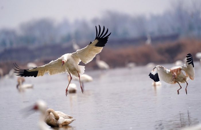 Gruas brancas sobrevoam uma área de conservação de guindastes brancos no Lago Poyang em Nanchang, Província de Jiangxi, leste da China, em 1º de janeiro de 2022. (Xinhua/Wan Xiang)