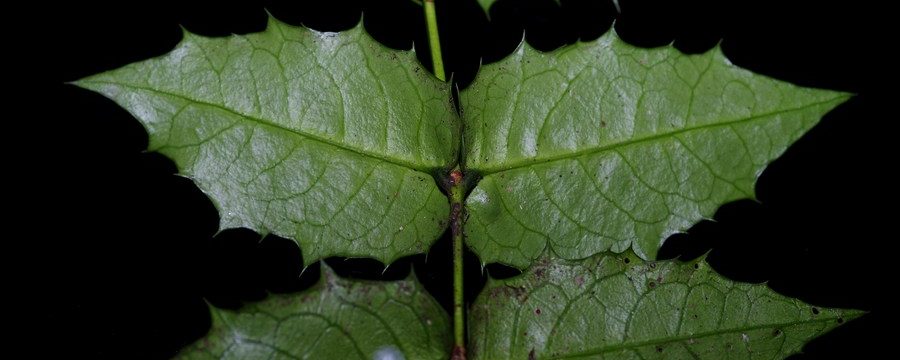 Foto tirada pelo pesquisador Hu Jun em 10 de agosto de 2021 mostra as folhas de Euonymus aquifolium na natureza. (Hu Jun/Xinhua)