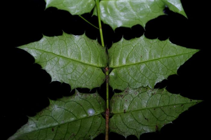 Foto tirada pelo pesquisador Hu Jun em 10 de agosto de 2021 mostra as folhas de Euonymus aquifolium na natureza. (Hu Jun/Xinhua)