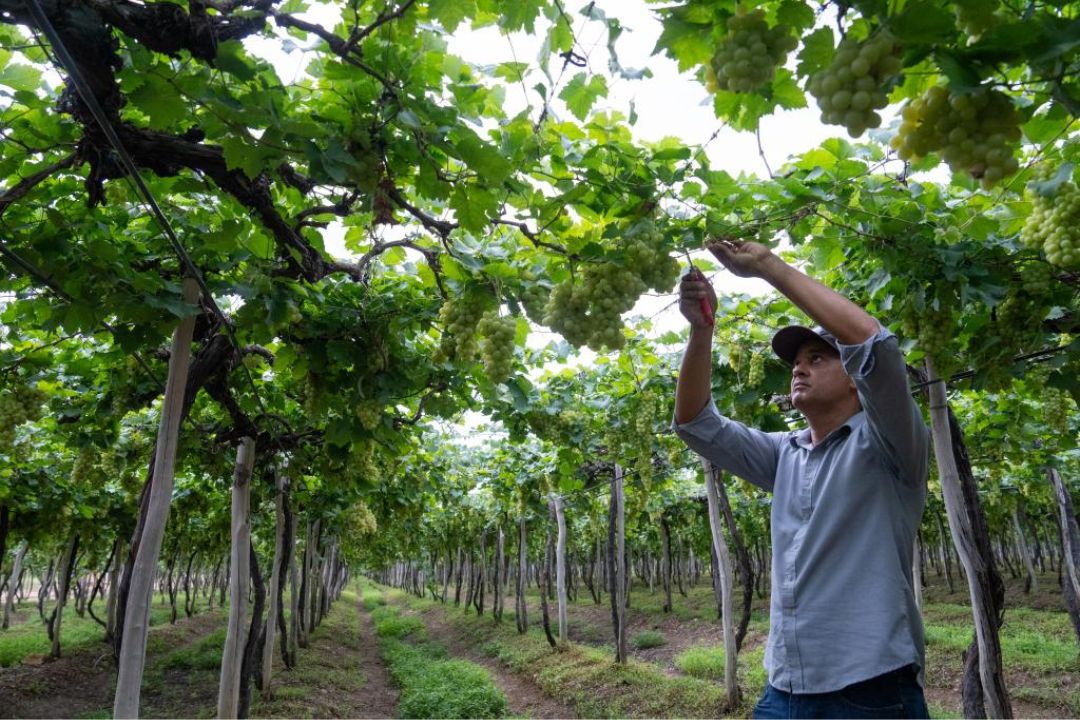 China ultrapassa Rússia e se torna maior fornecedora de fertilizantes do Brasil