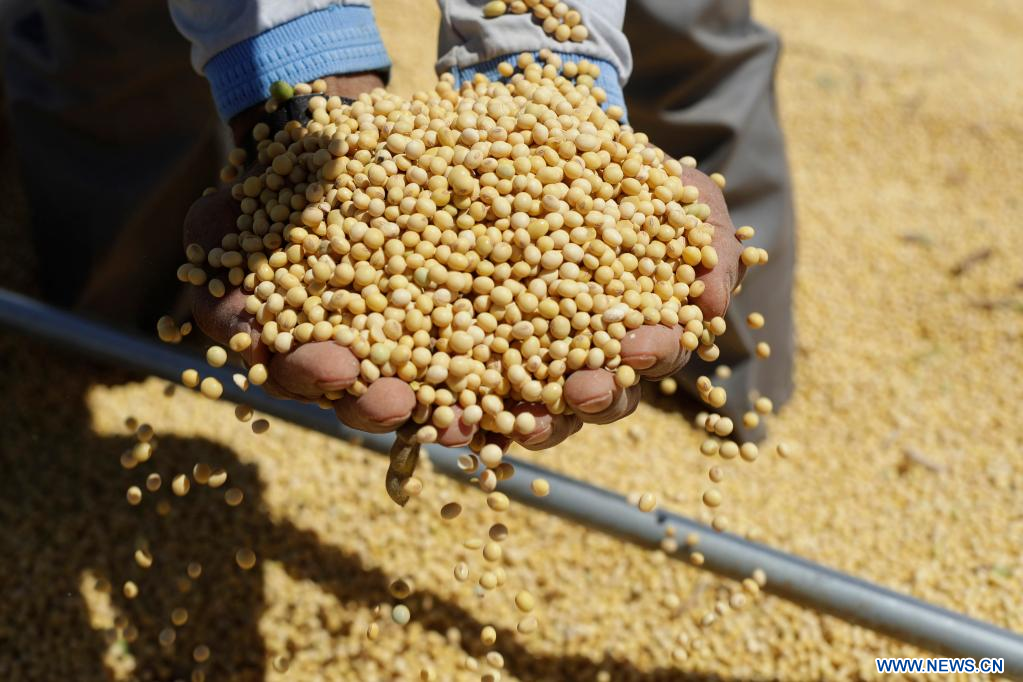 Exportações brasileiras de soja batem recorde e China absorve 80% do total em 2025