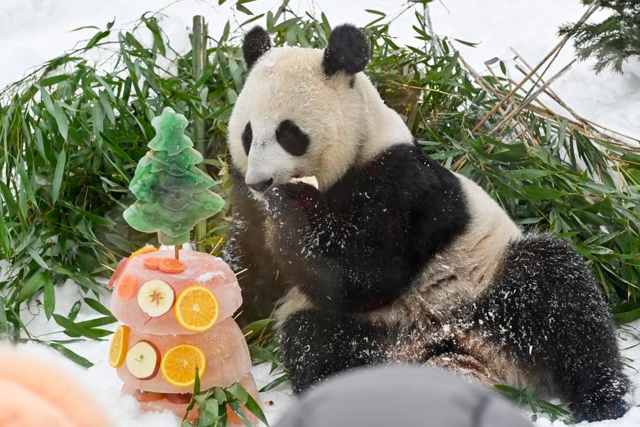 Pandas celebram Ano Novo Chinês e reforçam laços culturais entre China e Rússia