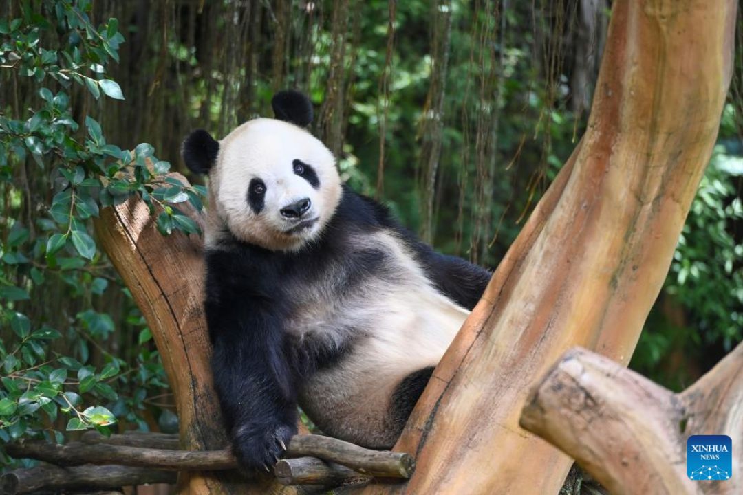 China e EUA renovam cooperação para conservação de pandas gigantes